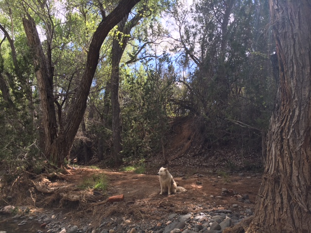 The Shade of the Cottonwood&nbsp;Tree