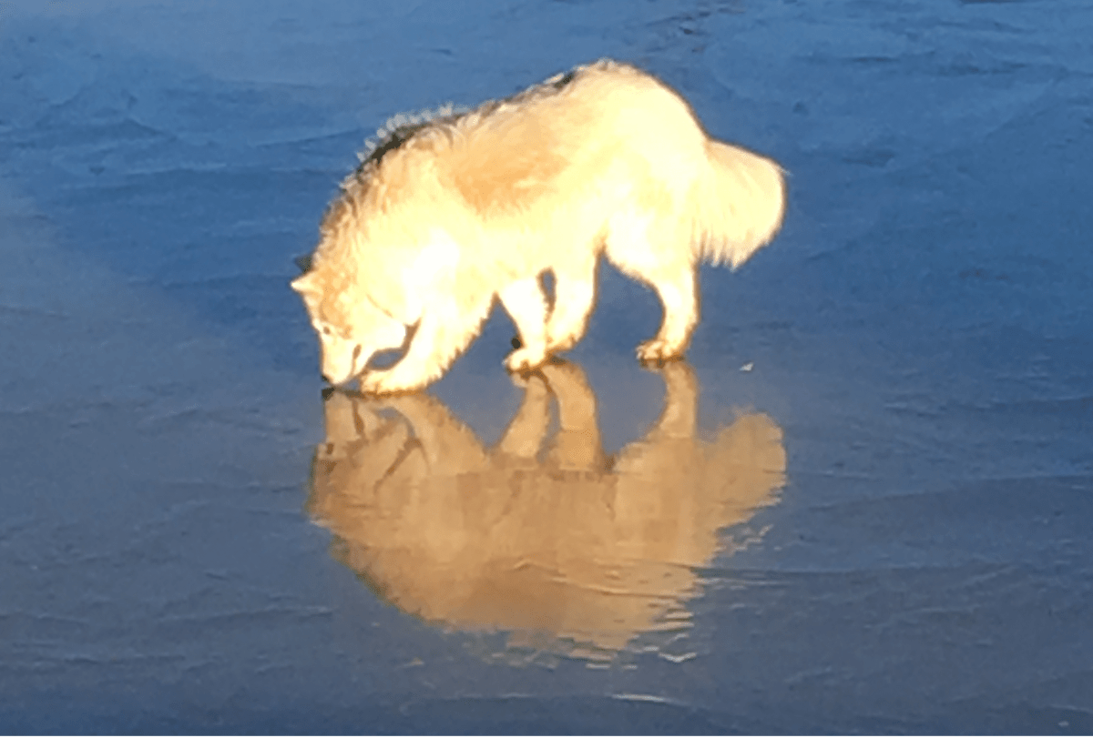 Balancing through Biomimicry: the Wolf & the&nbsp;Mongoose